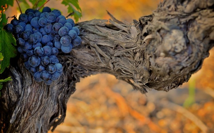 Grapes Theme screenshot #4