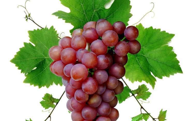 Grapes Theme screenshot #1