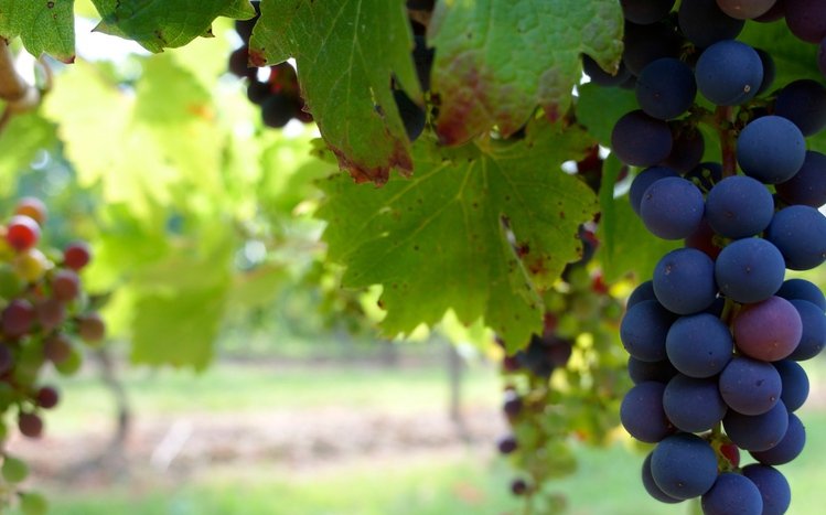 Grapes Theme screenshot #7