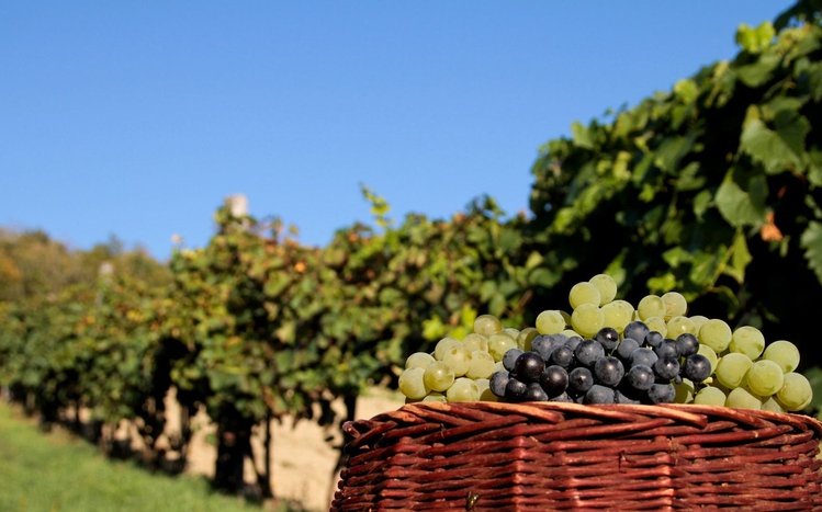 Grapes Theme screenshot #16