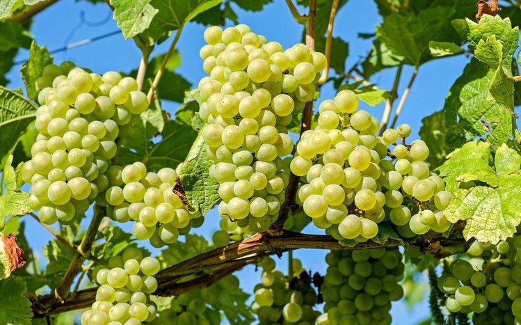 Grapes Theme screenshot #10