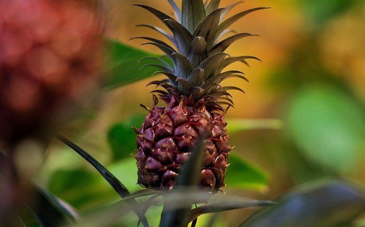 Pineapple Theme screenshot #11