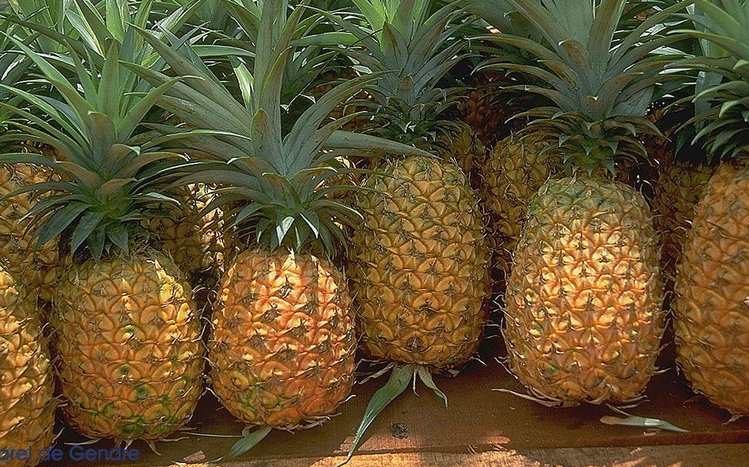 Pineapple Theme screenshot #4