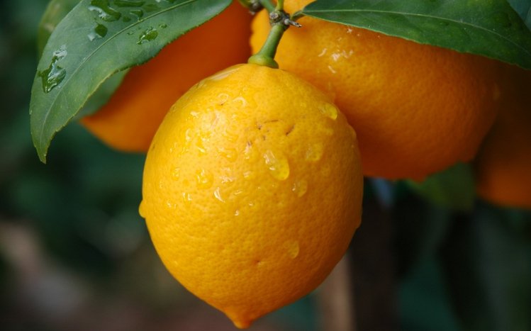 Lemon Theme screenshot #7