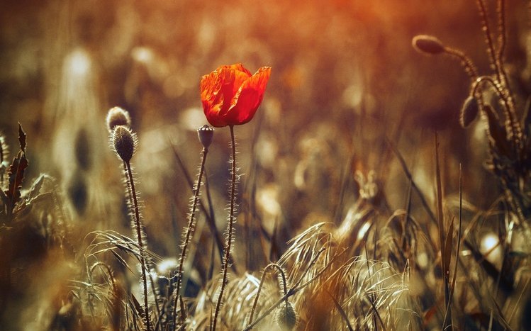 Poppy Theme screenshot #11