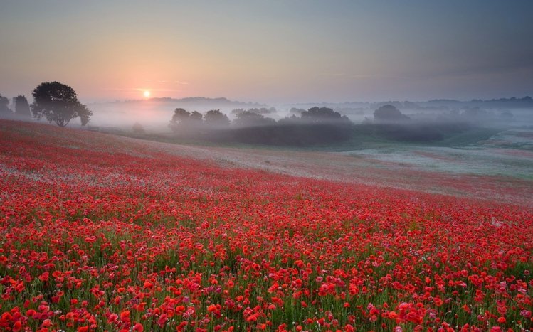 Poppy Theme screenshot #9