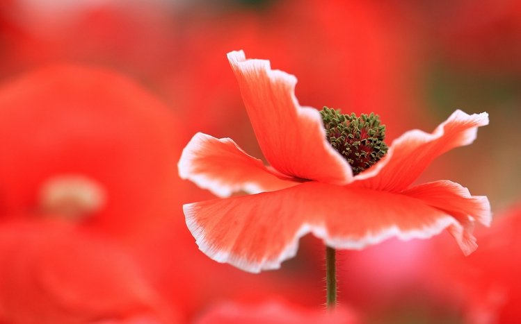 Poppy Theme screenshot #8