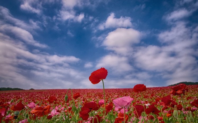 Poppy Theme screenshot #10