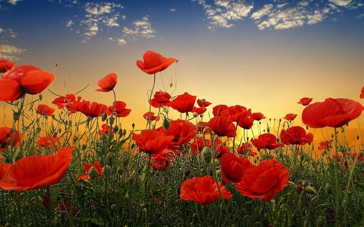 Poppy Theme screenshot #6