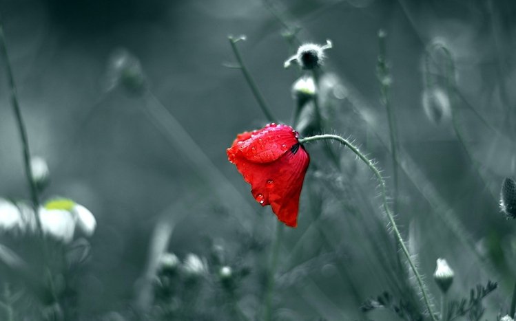 Poppy Theme screenshot #1