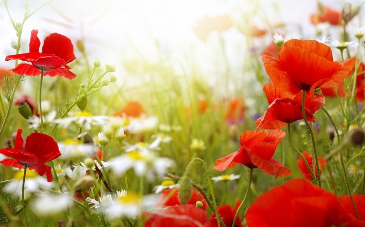 Poppy Theme screenshot #2