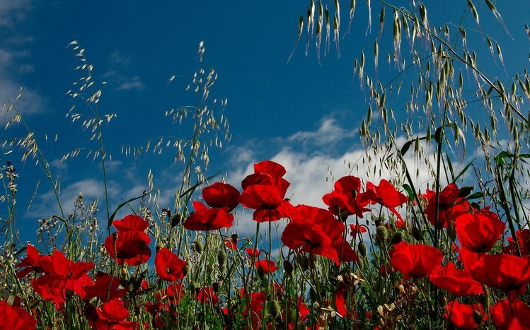 Poppy Theme screenshot #15