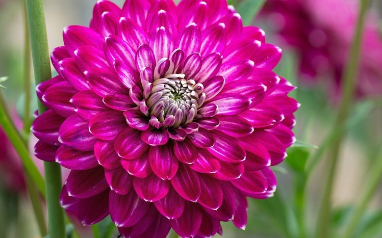 Dahlia Theme screenshot #10