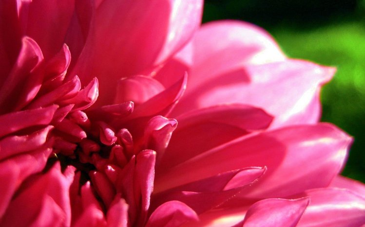 Dahlia Theme screenshot #2