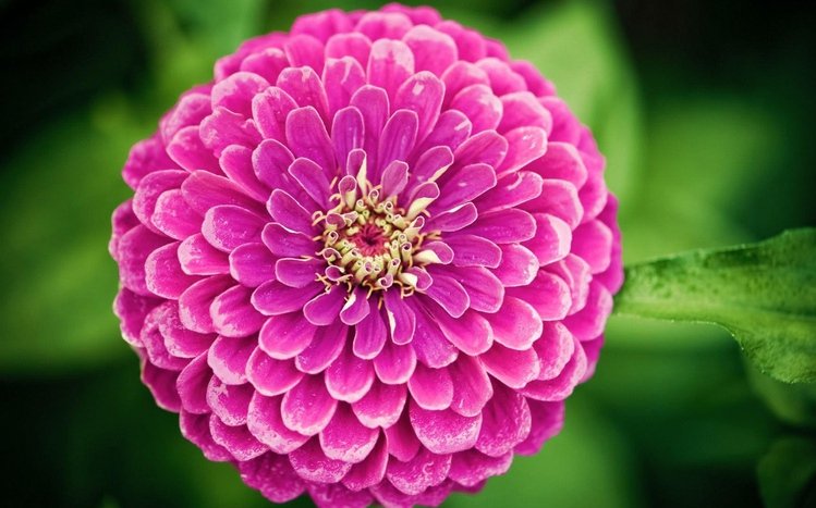 Dahlia Theme screenshot #9