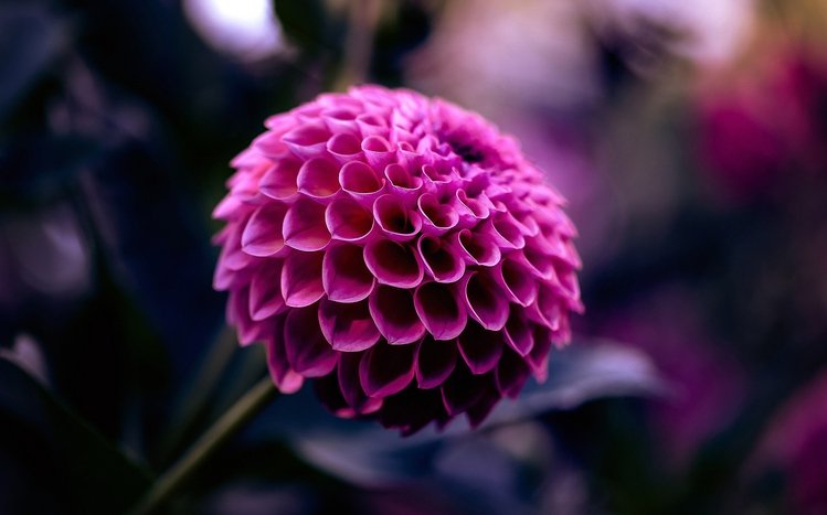 Dahlia Theme screenshot #3