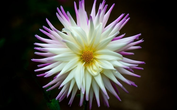 Dahlia Theme screenshot #5