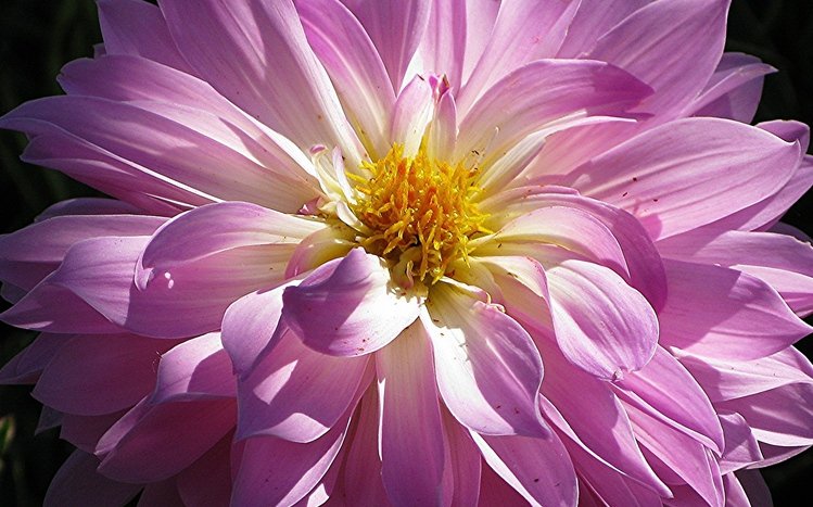 Dahlia Theme screenshot #8