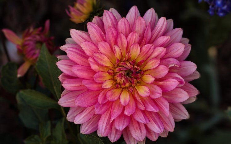 Dahlia Theme screenshot #15