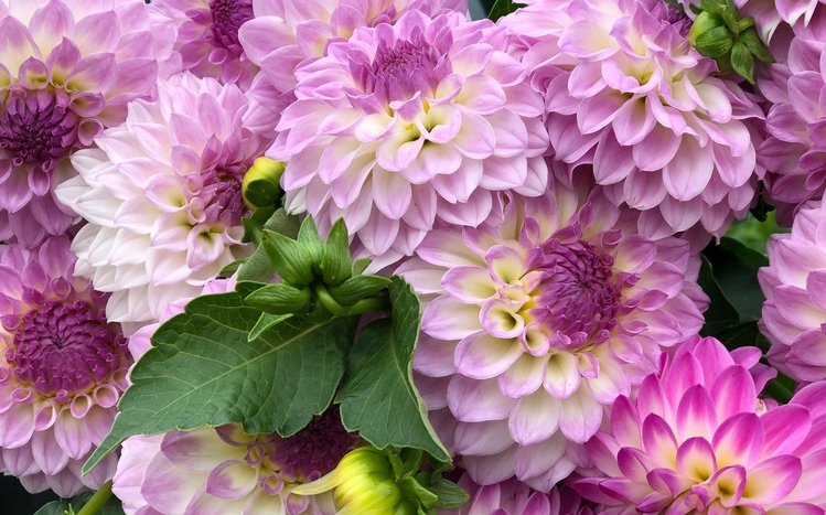 Dahlia Theme screenshot #14