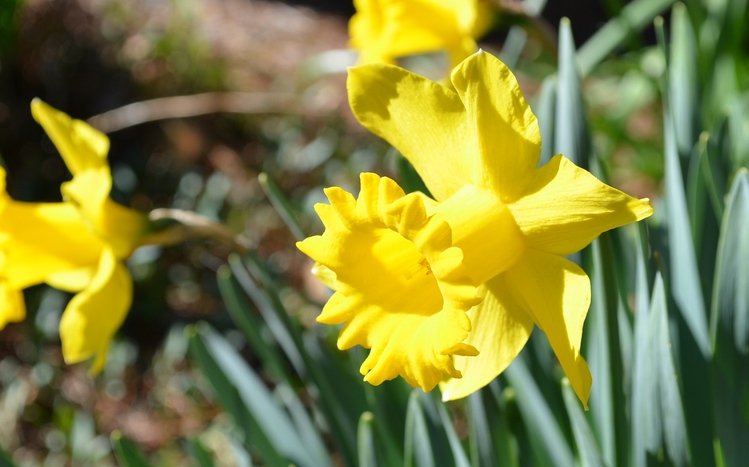 Daffodil Theme screenshot #5