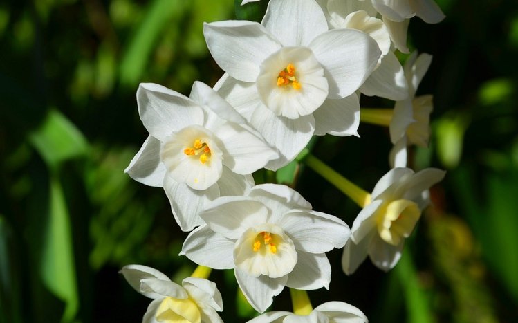 Daffodil Theme screenshot #7