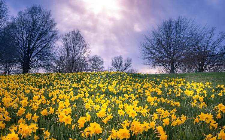 Daffodil Theme screenshot #12