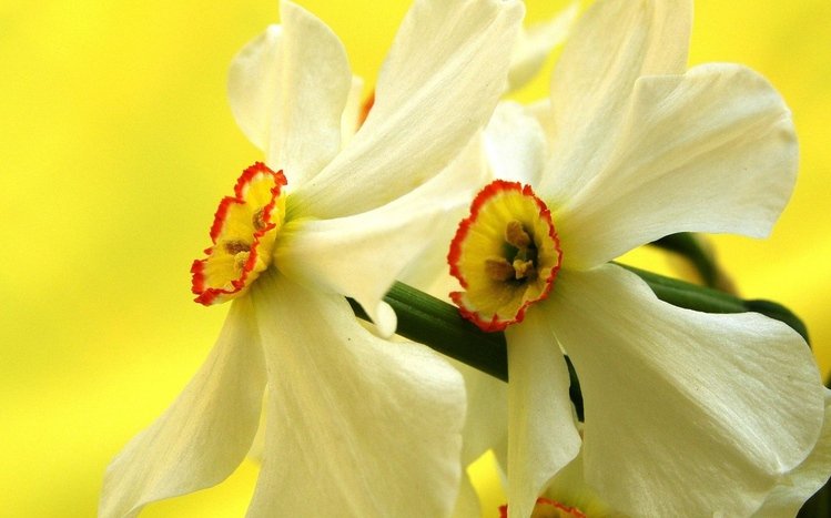 Daffodil Theme screenshot #4