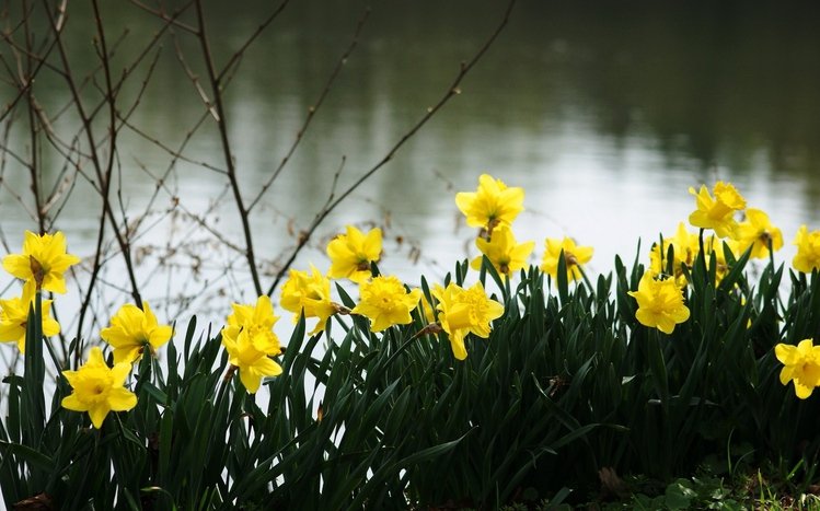 Daffodil Theme screenshot #2