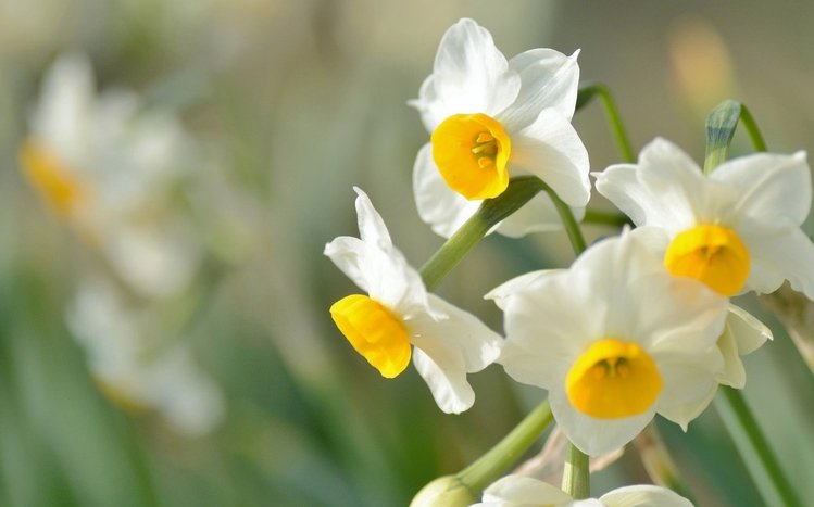 Daffodil Theme screenshot #14