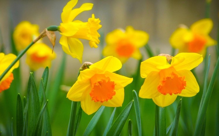 Daffodil Theme screenshot #10