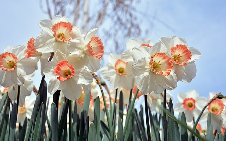 Daffodil Theme screenshot #15