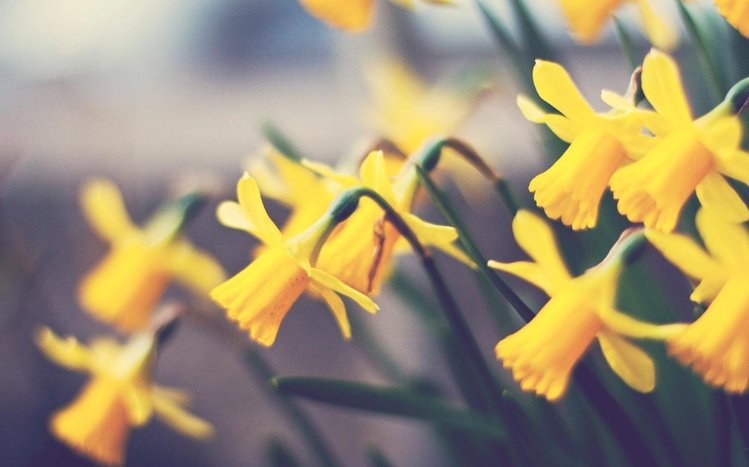 Daffodil Theme screenshot #9