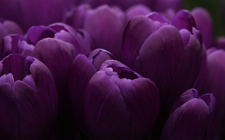 Tulip Theme screenshot #2