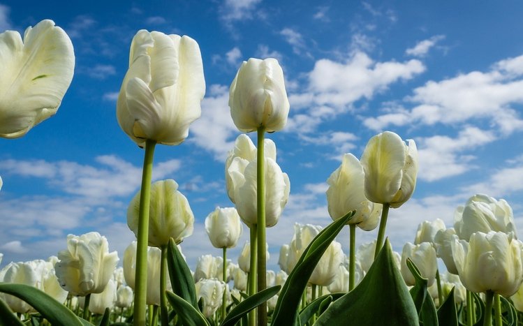 Tulip Theme screenshot #14