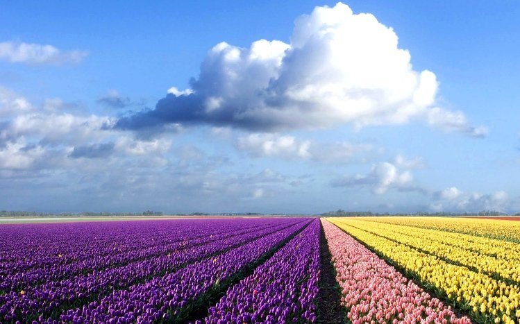 Tulip Theme screenshot #1