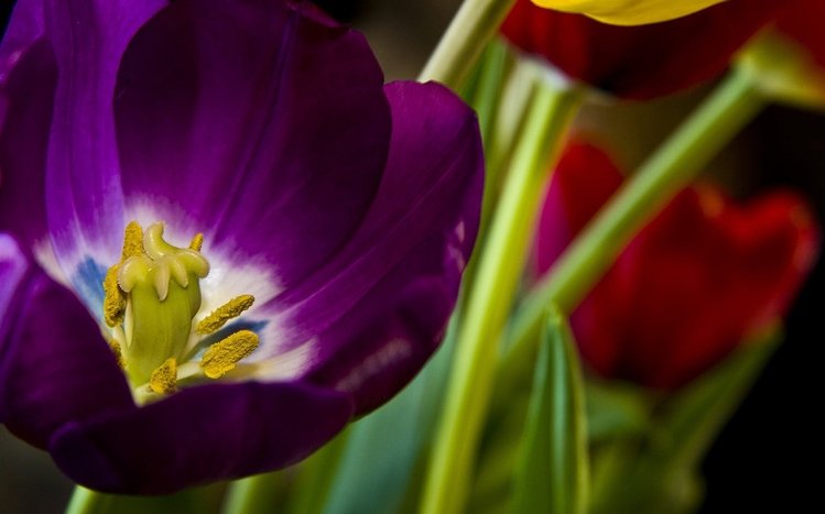 Tulip Theme screenshot #4