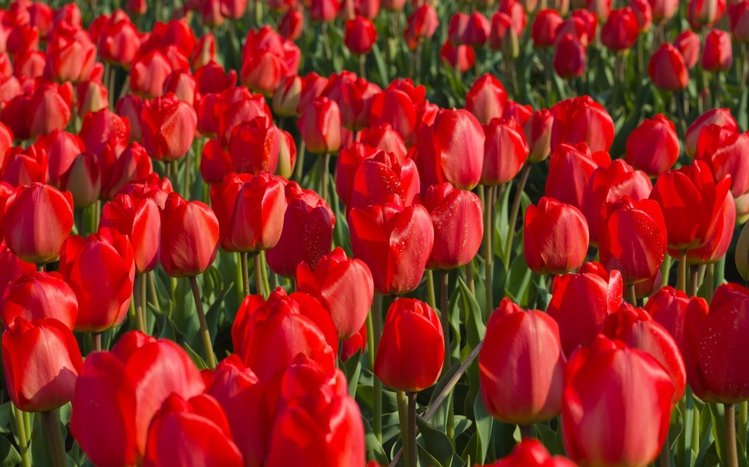 Tulip Theme screenshot #16