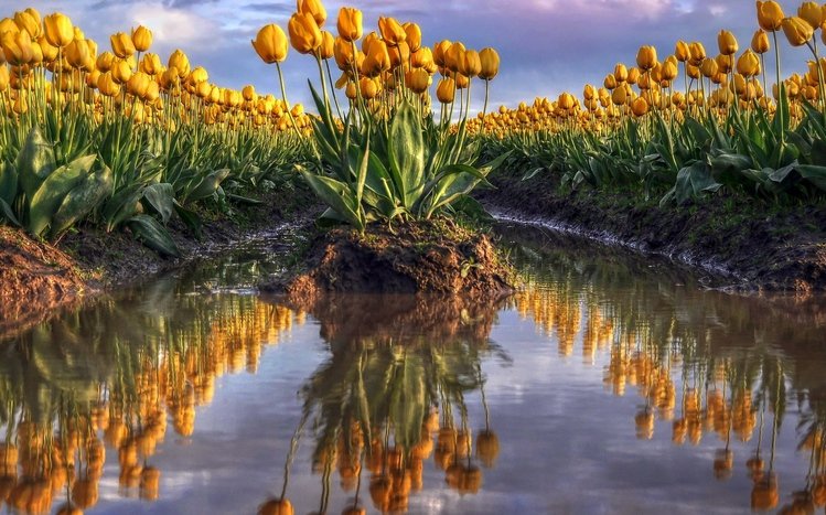 Tulip Theme screenshot #8