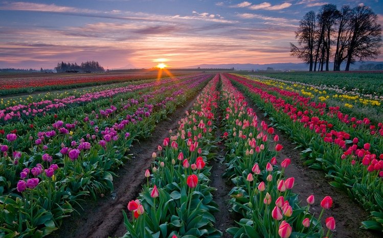 Tulip Theme screenshot #3