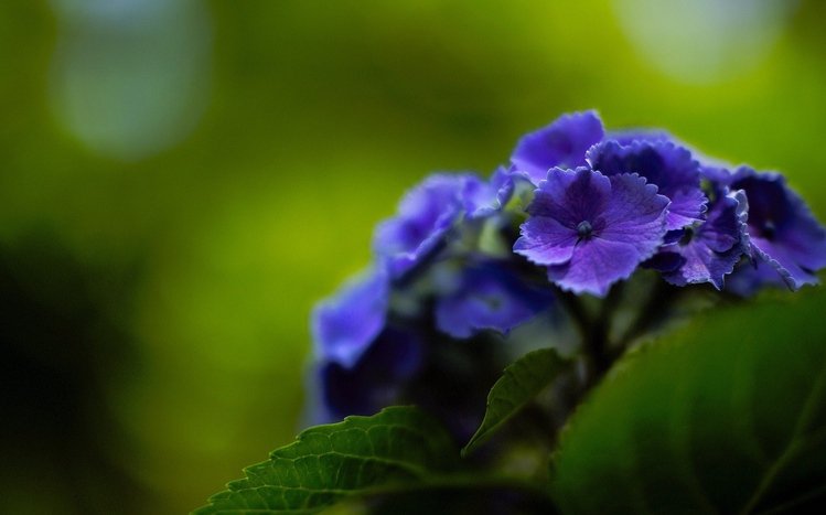 Hydrangea Theme screenshot #6