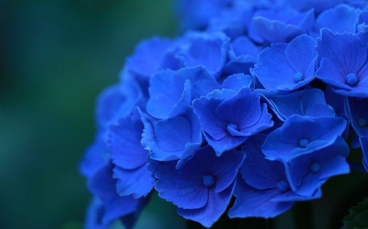 Hydrangea Theme screenshot #5
