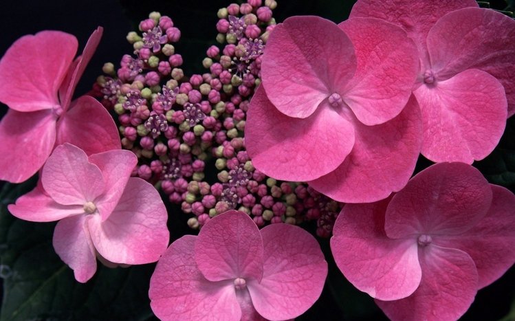 Hydrangea Theme screenshot #2