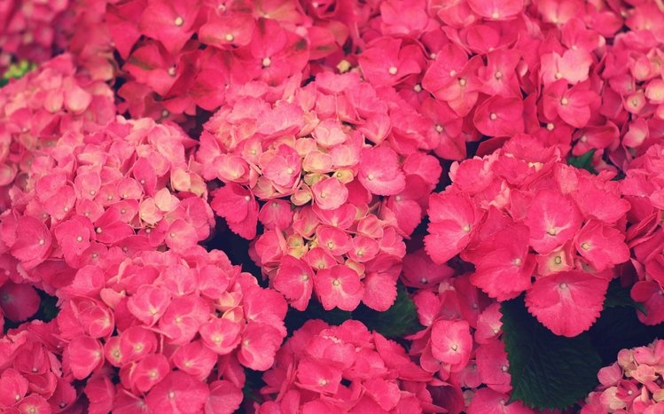 Hydrangea Theme screenshot #1