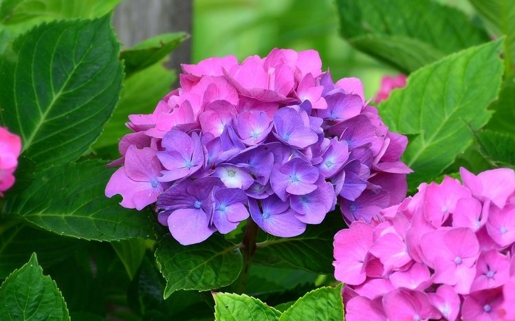 Hydrangea Theme screenshot #14