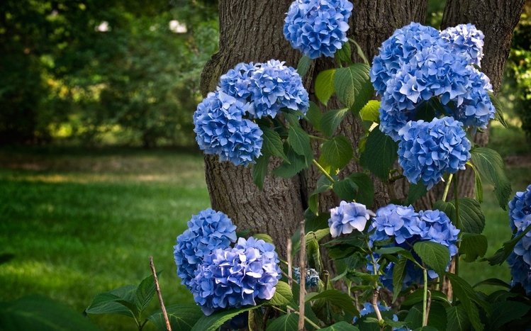 Hydrangea Theme screenshot #3