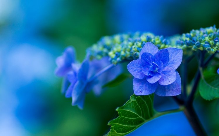 Hydrangea Theme screenshot #9