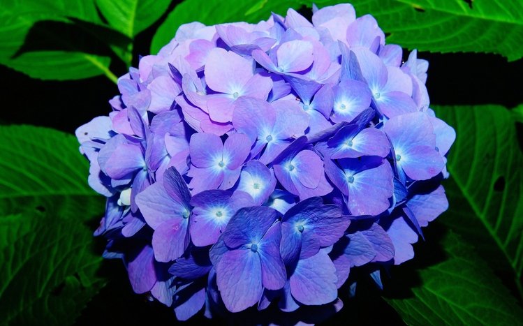 Hydrangea Theme screenshot #10