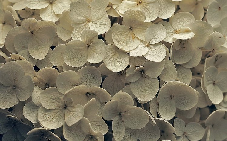 Hydrangea Theme screenshot #7