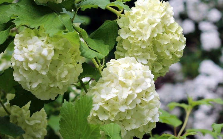 Hydrangea Theme screenshot #13